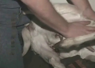 Kinky animal fucked by a hung fatty