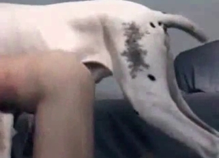 Incredible fucking with a crazy dog