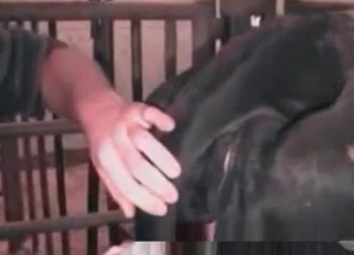 Anal stimulation for a slightly gay horse