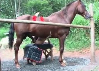 Horse railing this brunette on top