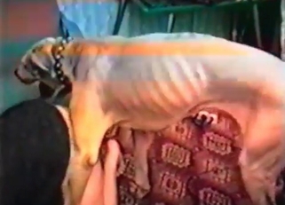 Trained mutt jackhammering that pussy