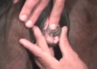 Racy rimjob for a sexy-ass horse