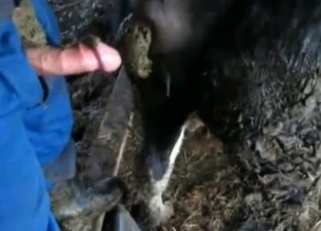 Black horse making love to a farmer