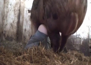 Dirtiest bestiality with a vicious pig
