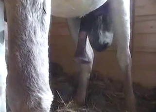 Awesome farm fuck with two horses