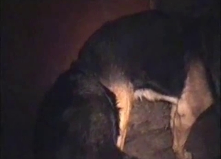 Two dogs are trying hard to fuck