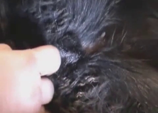 Dude fingering animal's hot hole