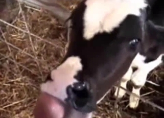 Bestiality POV blowjob right here