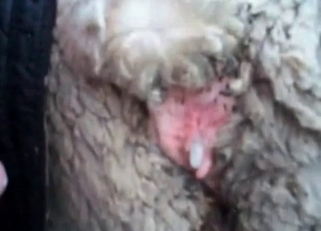 Dirty farm animals enjoying violent anal