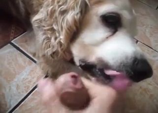 Shaggy doggy sucking cock on cam