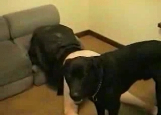 Incredible-quality sex with a cute puppy