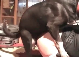 Animal pornography with XXX fisting