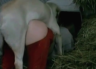 High-quality intense bestiality in HD