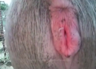 Farm animals are into anal fucking