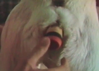 Trained dog enjoying these sex toys