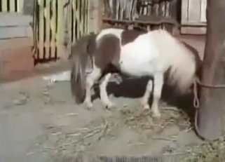Kinky pony enjoying hardcore fucking