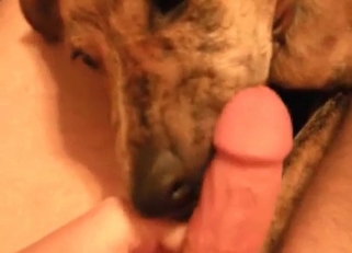 This dog is great at blowjobs