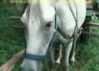 Horse's ass is getting gaped tonight