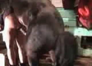 Doggy style sex with a hung horse