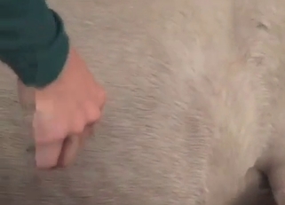 Bestiality sex with a kinky little pony